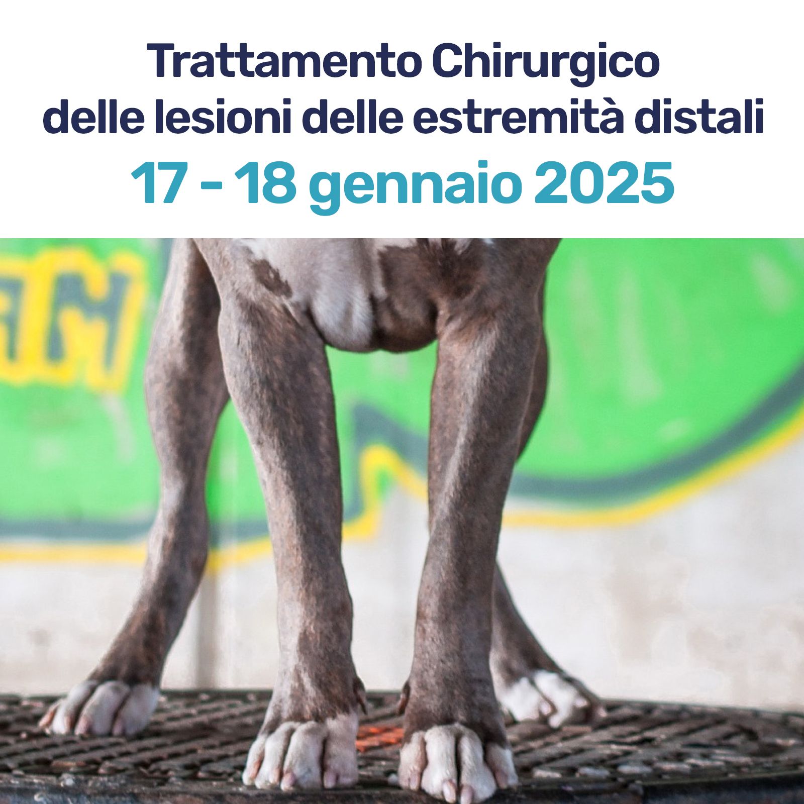 lesioni distali ortopedia veterinaria
